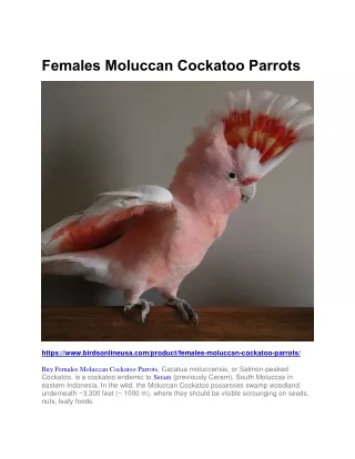 Females Moluccan Cockatoo Parrots
