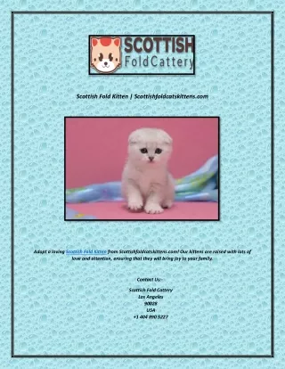 Scottish Fold For Sale | Scottishfoldcatskittens.com