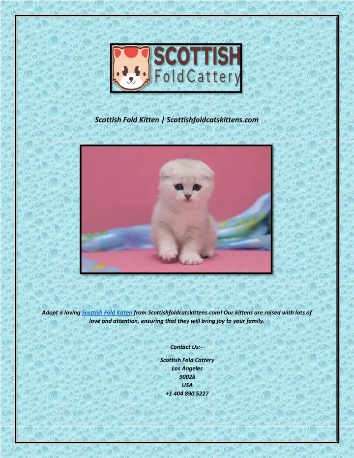 scottish fold kitten scottishfoldcatskittens com