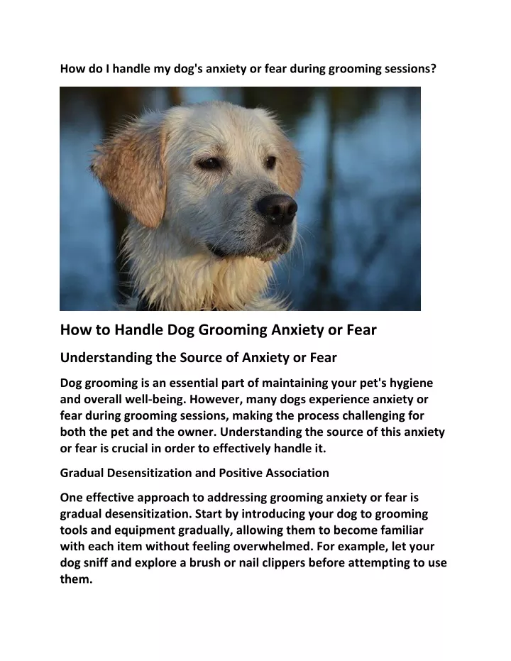 how do i handle my dog s anxiety or fear during