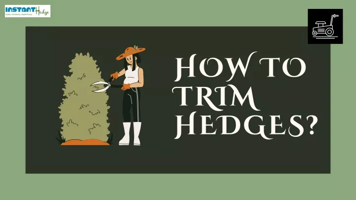 how to trim hedges