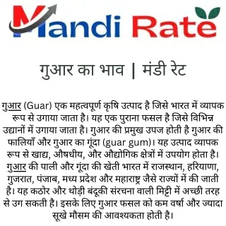 गुआर का भाव  मंडी रेट