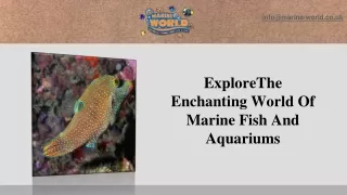 ExploreThe Enchanting World Of Marine Fish And Aquariums