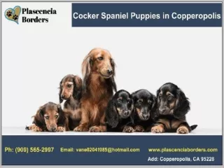 Cocker Spaniel Puppies in Copperopolis