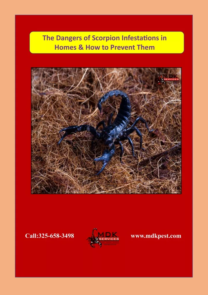 the dangers of scorpion infestations in homes