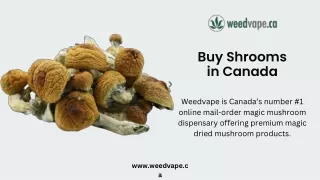 Buy Shrooms Canada - Weedvape