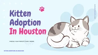 Kitten Adoption in Houston