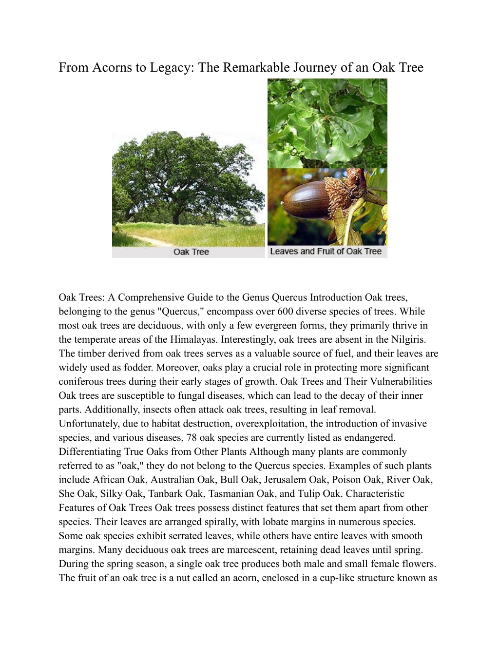 PPT - From Acorns to Legacy_ The Remarkable Journey of an Oak Tree  PowerPoint Presentation - ID:12183841