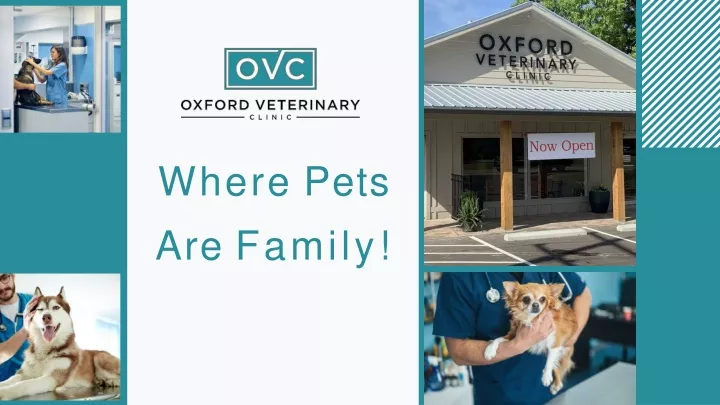 where pets are family