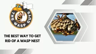 The best way to get rid of a wasp nest