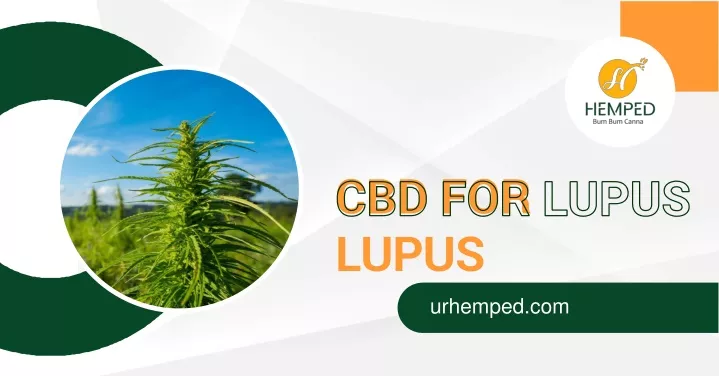 cbd for lupus