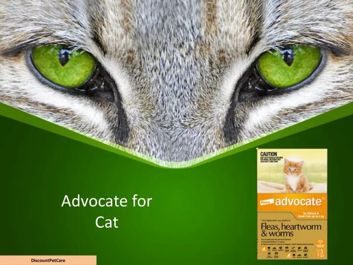 advocate for cat