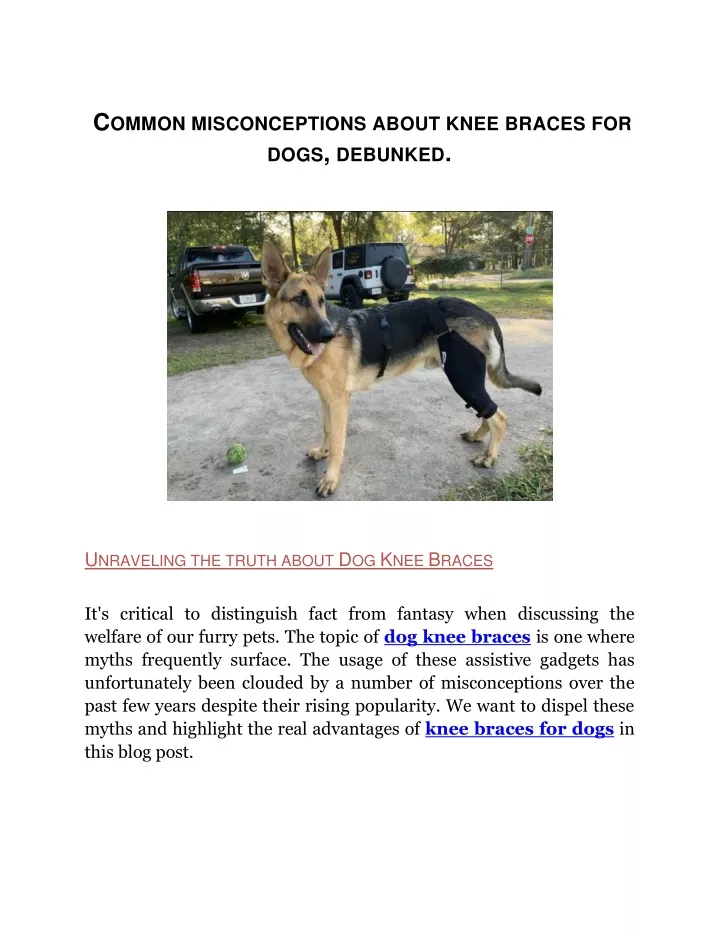 c ommon misconceptions about knee braces for dogs