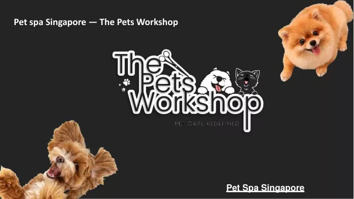 pet spa singapore the pets workshop
