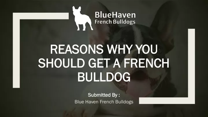 reasons why you should get a french bulldog
