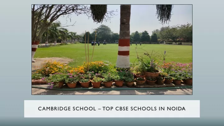 cambridge school top cbse schools in noida