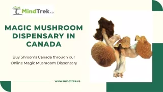 Magic Mushroom Dispensary in Canada