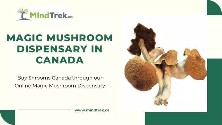 magic mushroom dispensary in canada