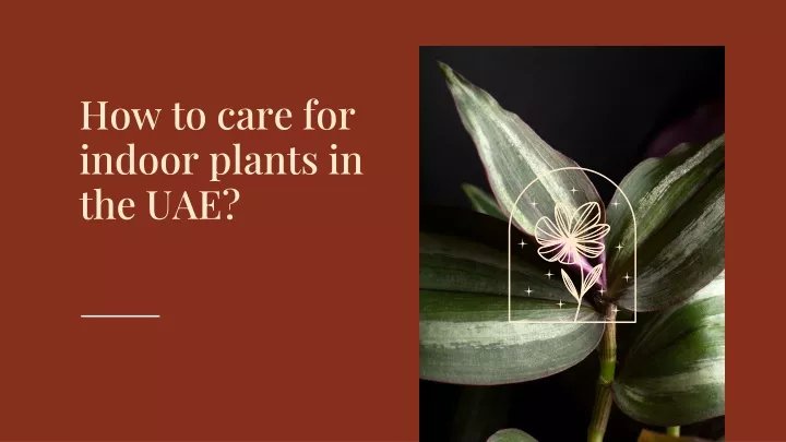 how to care for indoor plants in the uae