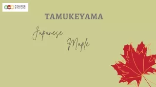 tamukeyama