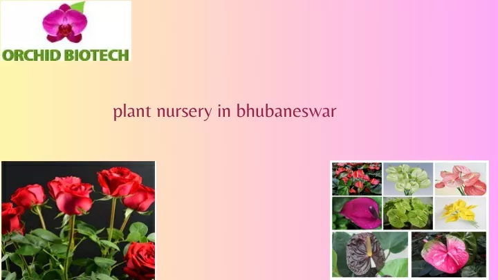 plant nursery in bhubaneswar