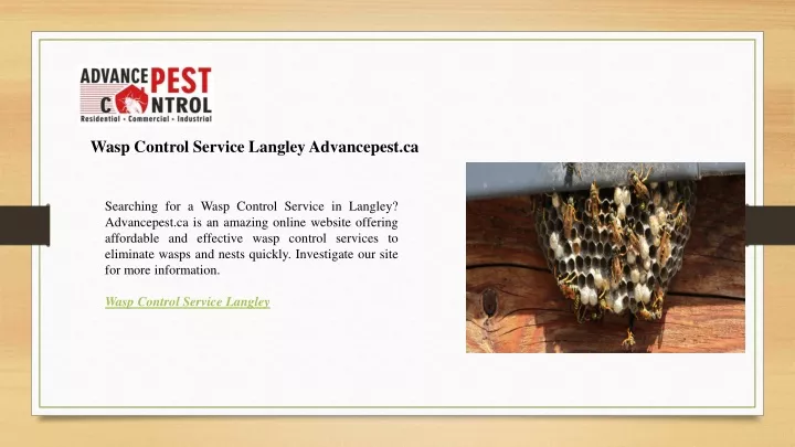 wasp control service langley advancepest ca