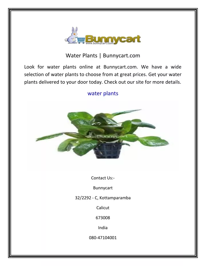 water plants bunnycart com