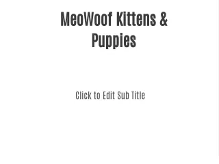 MeoWoof Kittens & Puppies