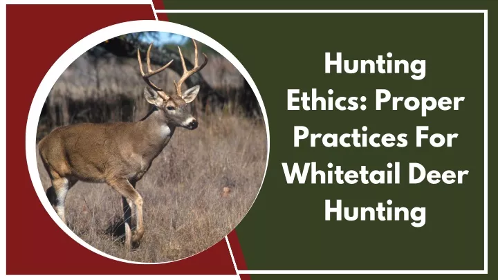 hunting ethics proper practices for whitetail