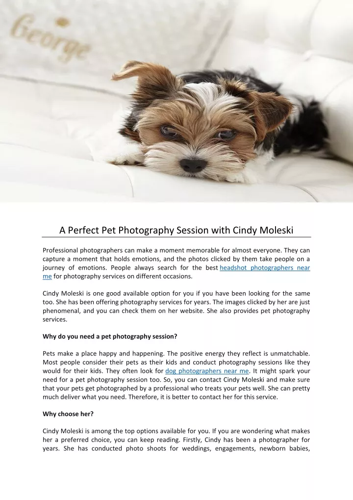 a perfect pet photography session with cindy