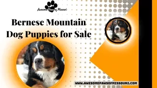 Bernese Mountain dog puppies for sale: Discover our Loyal Furballs