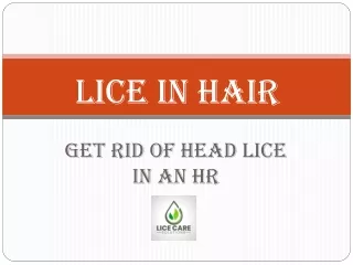Lice in Hair