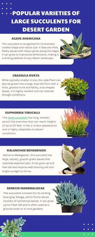 Popular Varieties of Large Succulents for Desert Garden
