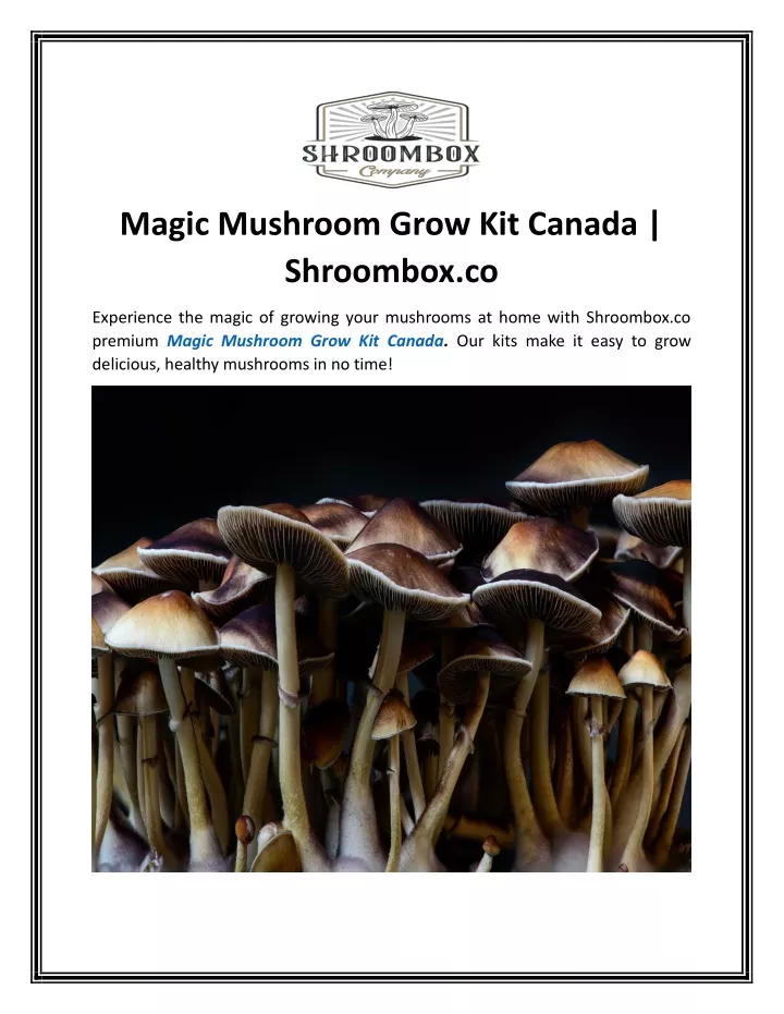 magic mushroom grow kit canada shroombox co