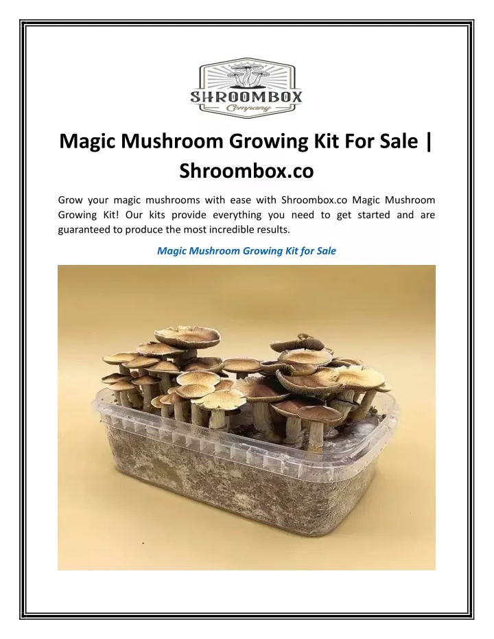 magic mushroom growing kit for sale shroombox co