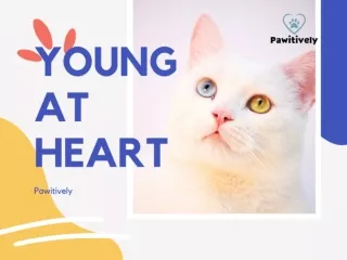 Young at Heart Cat