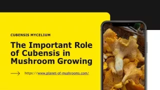 The Important Role of Cubensis Mycelium in Mushroom Growing