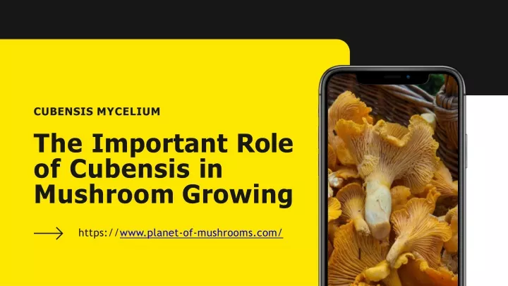 cubensis mycelium