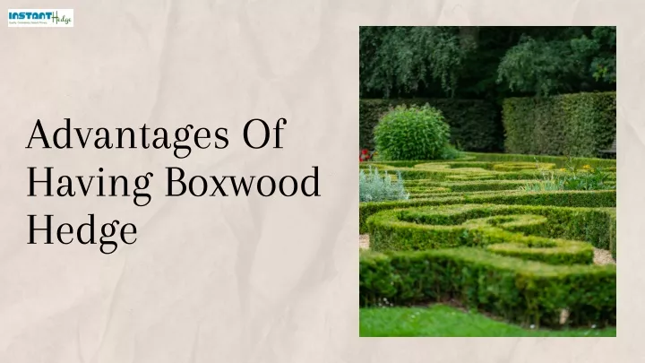 advantages of having boxwood hedge