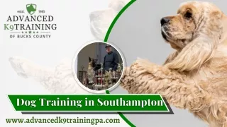 Expert Dog Training in Southampton- Advancedk9 Training