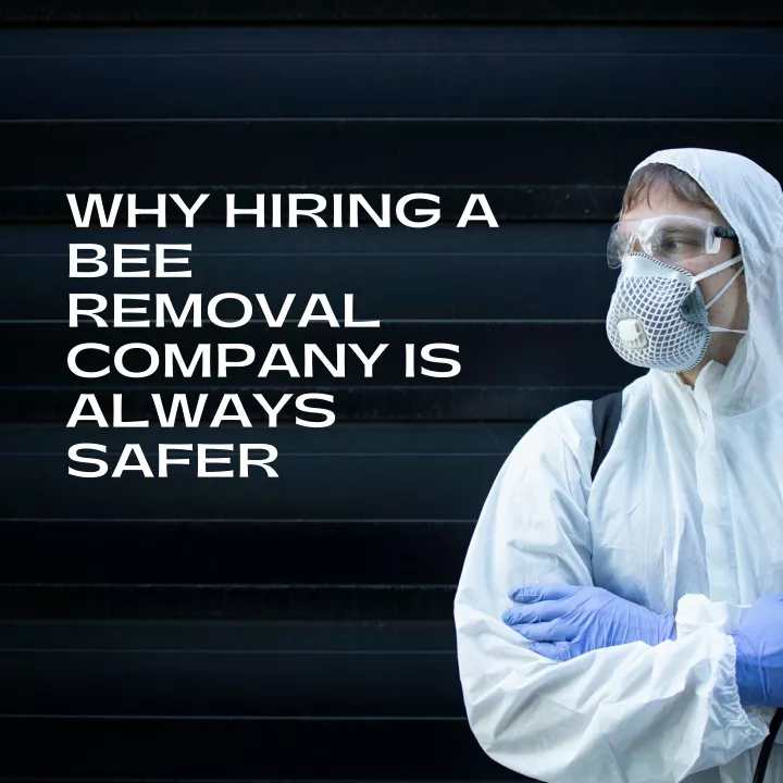 why hiring a bee removal company is always safer