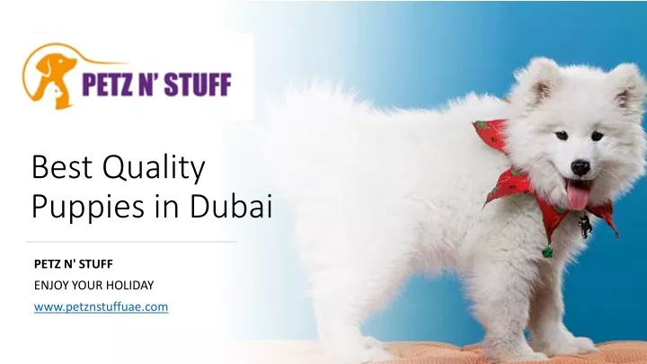 best quality puppies in dubai