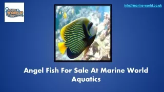 Angel Fish For Sale At Marine World Aquatics