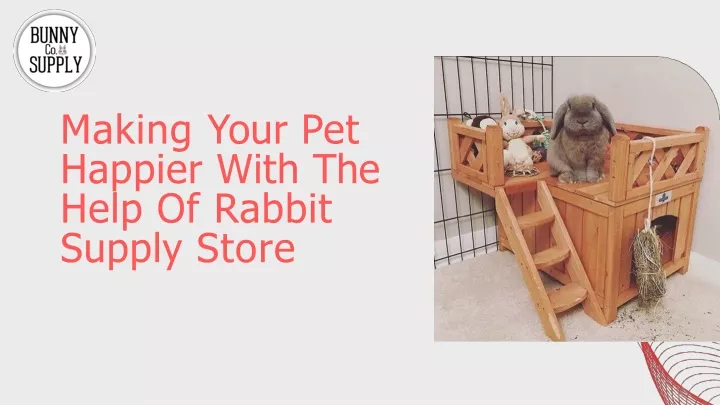 making your pet happier with the help of rabbit
