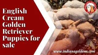 Radiant English Cream Golden Retriever Puppies for sale! Available at Indiana Go