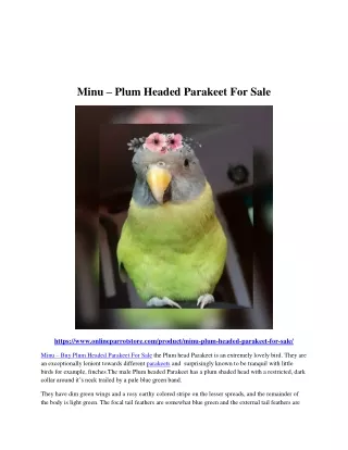 Plum Headed Parakeet