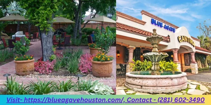 visit https blueagavehouston com contact