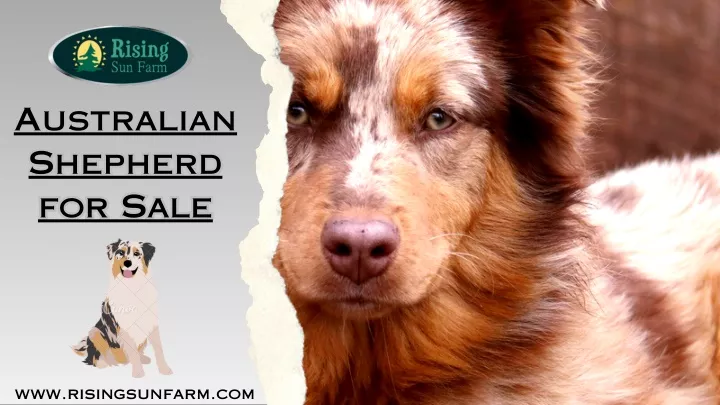 australian shepherd for sale for sale