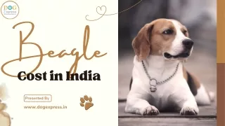 beagle cost in india