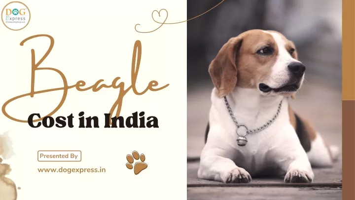 beagle cost in india
